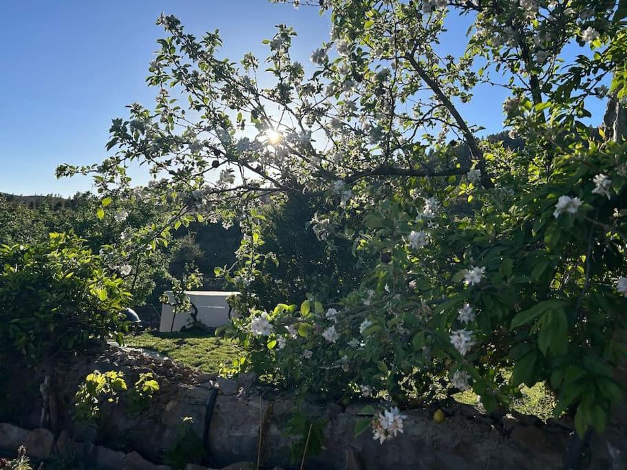 Lilly'S Finca - Romantischter Rueckzugsort - Pool Vilaflor Eksteriør bilde